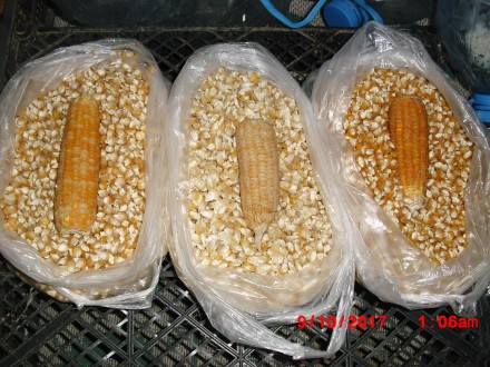 продам насіння цукрової кукурудзи,сорту-Делікатесна, Русалка, Солодке диво, сорт. . фото 3
