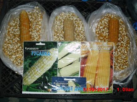 продам насіння цукрової кукурудзи,сорту-Делікатесна, Русалка, Солодке диво, сорт. . фото 2