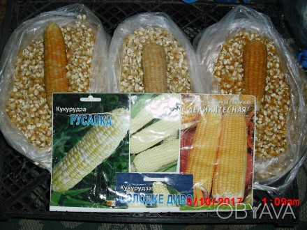 продам насіння цукрової кукурудзи,сорту-Делікатесна, Русалка, Солодке диво, сорт. . фото 1