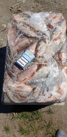 Продам ставковую рыбу в ассортименте: толстолоб, карп, амур, карась, щука. Опт. . . фото 4