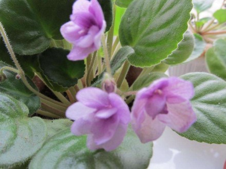 Продам фиалки. На первом фото взрослый цветок, на 2 и 3 молодые растения, которы. . фото 5