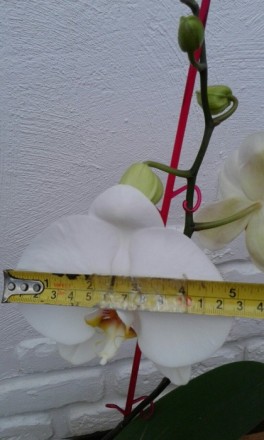 Продам цветущий фаленопсис (фото 1-4, остальные фото - прошлое лето). Цветок бол. . фото 6
