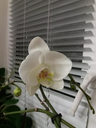 Молодые орхидеи.будут цвести белыми цветами.обмен не интересует.. . фото 3