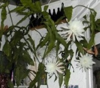 Очень красиво цветет белыми, большими цветами,высота растения достигает 2 м ,тре. . фото 5