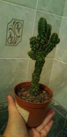 Кактус цереус скала -молодое красивое комнатное растение ,неприхотливое в уходе . . фото 2