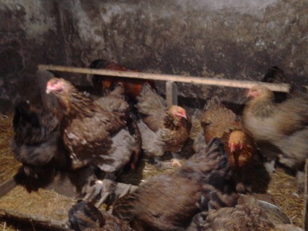 Кури брама відносяться до мясної породи .інкубаційне яйце 35грн. . фото 4