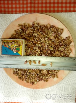 Продам воздушку семян чеснока сорта Любаша откалиброваны на посев весной 2018. Ц. . фото 1