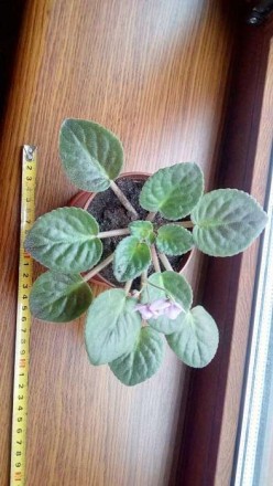 Продам или обменяю на другое растение молодую цветущую фиалку вместе с вазоном в. . фото 4