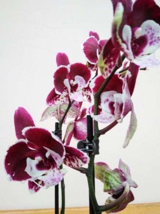 Гарна і вишукана орхідея на подарунок або для власної колекції. Висота: 70 см. К. . фото 3