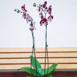 Гарна і вишукана орхідея на подарунок або для власної колекції. Висота: 70 см. К. . фото 5