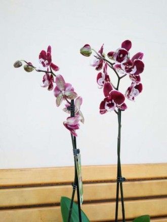Гарна і вишукана орхідея на подарунок або для власної колекції. Висота: 70 см. К. . фото 4