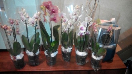 В наличии новые шикарные Орхидеи на 3 -2-1 цветаноса, цена от100 до 230 грн. Ест. . фото 5