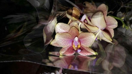 В наличии новые шикарные Орхидеи на 3 -2-1 цветаноса, цена от100 до 230 грн. Ест. . фото 6
