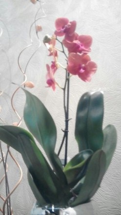 В наличии новые шикарные Орхидеи на 3 -2-1 цветаноса, цена от100 до 230 грн. Ест. . фото 4