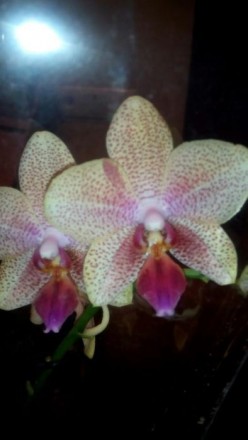 В наличии новые шикарные Орхидеи на 3 -2-1 цветаноса, цена от100 до 230 грн. Ест. . фото 3