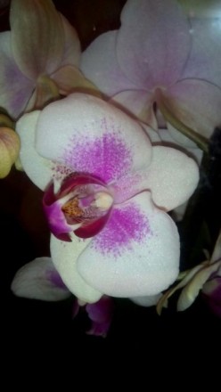 В наличии новые шикарные Орхидеи на 3 -2-1 цветаноса, цена от100 до 230 грн. Ест. . фото 2