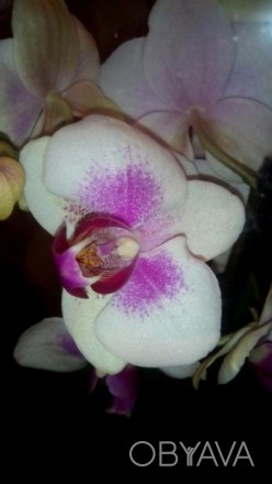 В наличии новые шикарные Орхидеи на 3 -2-1 цветаноса, цена от100 до 230 грн. Ест. . фото 1