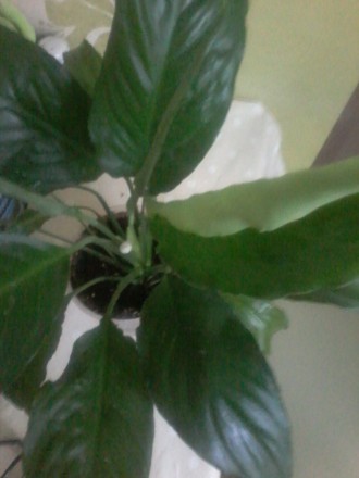 Молодое,красивое ,с ярко зелёными листьями без повреждений, растение спатифиллум. . фото 4