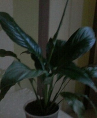 Молодое,красивое ,с ярко зелёными листьями без повреждений, растение спатифиллум. . фото 2