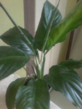 Молодое,красивое ,с ярко зелёными листьями без повреждений, растение спатифиллум. . фото 3