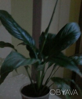 Молодое,красивое ,с ярко зелёными листьями без повреждений, растение спатифиллум. . фото 1
