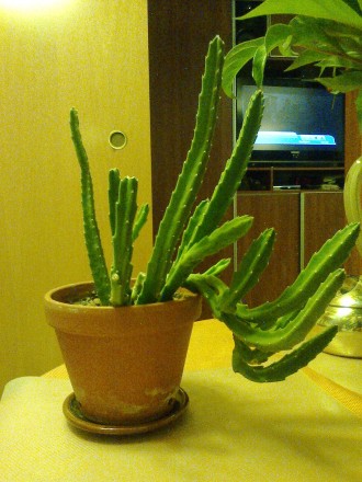 Стапелія, вечнозелена суккулентна рослина, розмір приблизно 25 х 15 х 17 см (вис. . фото 2