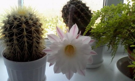 Детки кактуса с большим цветком. Цветок белый, серединка чуть розовая, очень кра. . фото 2