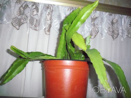 Молодое сильное растение лесного кактуса не требует особого ухода. . фото 1