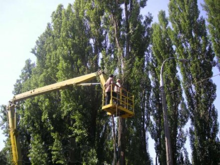 Спил деревьев для предприятий и частных лиц, аварийных, сухостойных, над крышами. . фото 3