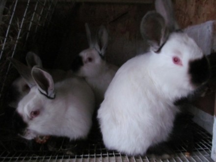 Продам кроликов породы Калифорния - мясная порода с высокой плодовитостью самок . . фото 5