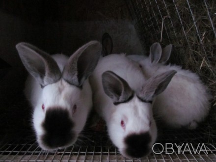 Продам кроликов породы Калифорния - мясная порода с высокой плодовитостью самок . . фото 1