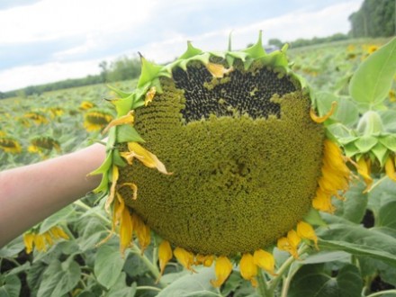 Соняшник НЕО - високоврожайний, посухостійкий гібрид під гранстар
Тип гібриду- . . фото 3
