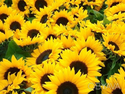Насіннєва Компанія «ГРАН» пропонує  насіння соняшника гібрид -  "Аркансель"  
Н. . фото 1