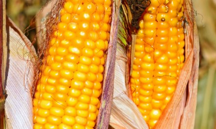 Насіння кукурудзи гібрид ЯНІС (ФАО 270)
Новий гібрид з високою стабільністю уро. . фото 2