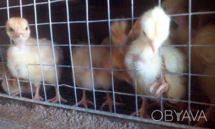 Продаются подрощенные цыплята Испанка голошея-неделя.
Хрошо несутся 270 яиц 
в. . фото 1
