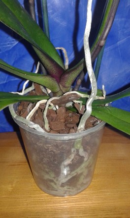 Орхідея-мультифлора на 2 цвітоноси. Сорт Персеваль. цвіте пишною хмаринкою невел. . фото 4