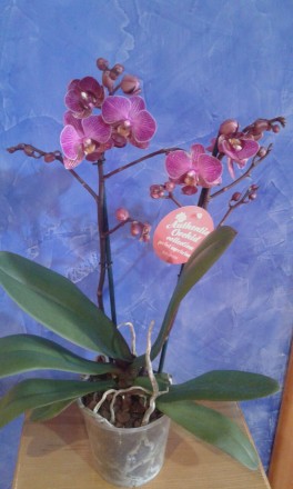 Орхідея-мультифлора на 2 цвітоноси. Сорт Персеваль. цвіте пишною хмаринкою невел. . фото 3