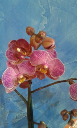 Орхідея-мультифлора на 2 цвітоноси. Сорт Персеваль. цвіте пишною хмаринкою невел. . фото 2