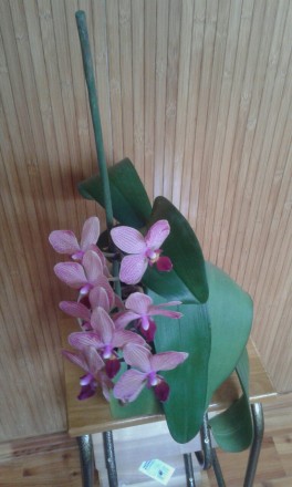 Велика домашня орхідея. Росте в 15-у горшку. Цвіте завжди пишно. Розмах листя 60. . фото 3