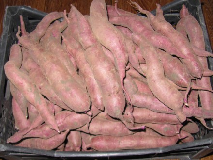 Продам батат для еды на килограммы - с оранжевой, кремовой, белой и фиолетовой м. . фото 3