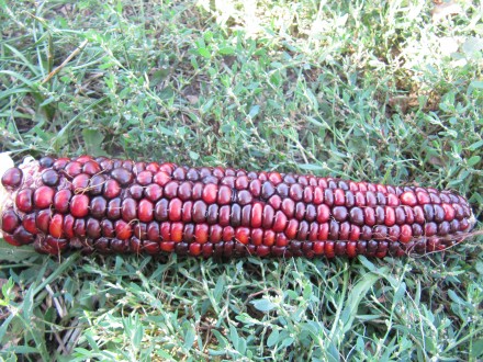 Продам семена кукурузы, цена за 20 зёрен, следующих сортов:
1. ВАМПУМ (США)
Со. . фото 6