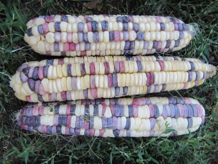 Продам семена кукурузы, цена за 20 зёрен, следующих сортов:
1. ВАМПУМ (США)
Со. . фото 2
