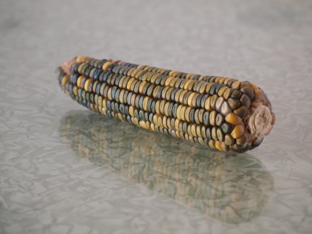 Продам семена кукурузы, цена за 20 зёрен, следующих сортов:
1. ВАМПУМ (США)
Со. . фото 7