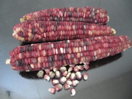 Продам семена кукурузы, цена за 20 зёрен, следующих сортов:
1. ВАМПУМ (США)
Со. . фото 8