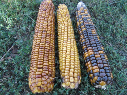 Продам семена кукурузы, цена за 20 зёрен, следующих сортов:
1. ВАМПУМ (США)
Со. . фото 5