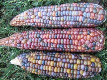 Продам семена кукурузы, цена за 20 зёрен, следующих сортов:
1. ВАМПУМ (США)
Со. . фото 9