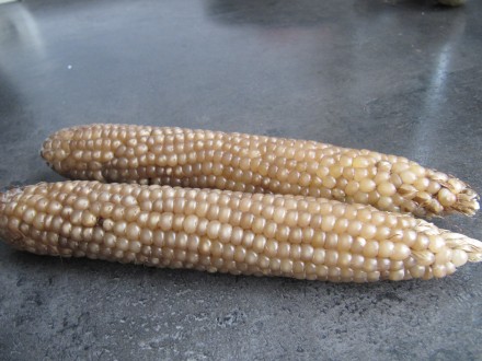 Продам семена кукурузы, цена за 20 зёрен, следующих сортов:
1. ВАМПУМ (США)
Со. . фото 10