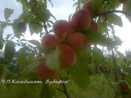 Саженцы персиков и абрикос выращенные лично не перекуп.
сответстве сорту 100%
. . фото 3