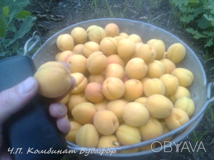 Саженцы персиков и абрикос выращенные лично не перекуп.
сответстве сорту 100%
. . фото 1