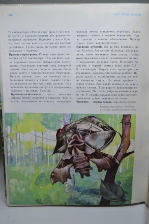Автор: Анатолій Давидов, Геннадій Кузнєцов
Стан відмінний 
Рік видання 1979
В. . фото 7